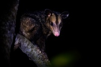 Vacice opossum - Didelphis marsupialis - Common Opossum 5262